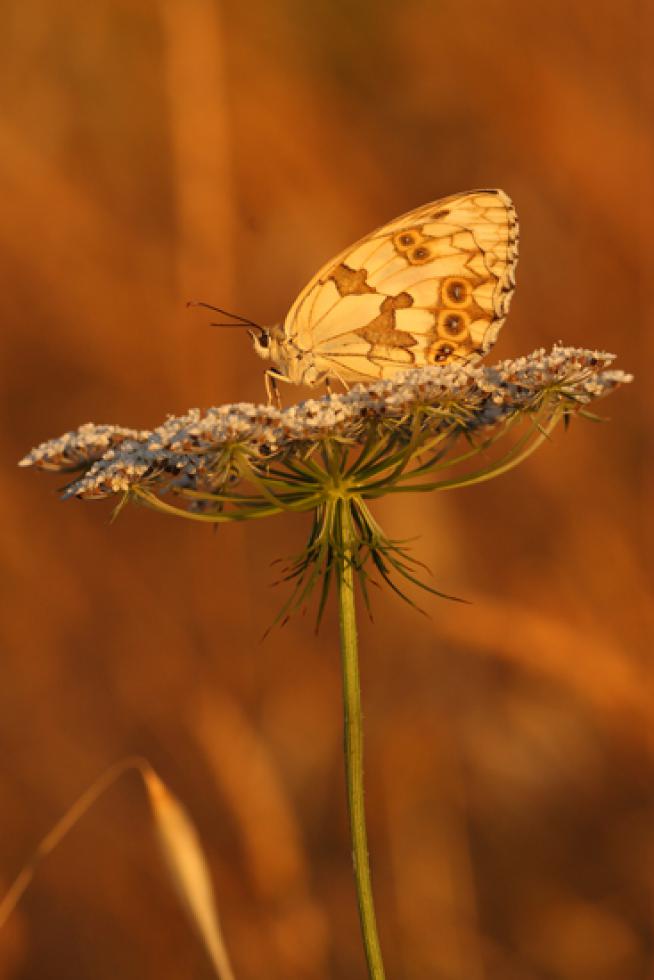 Melanargia y plantas nutricias